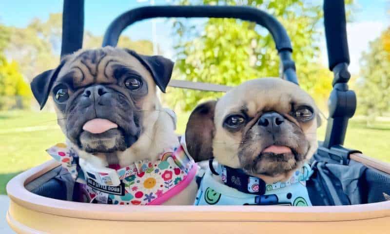 New technology helps flat-faced dogs breathe easy