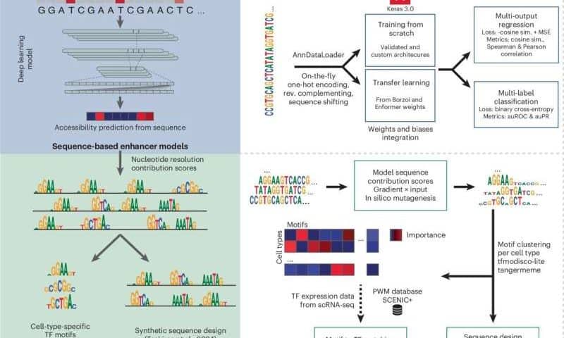 Software package makes gene regulation easier to study—and tweak