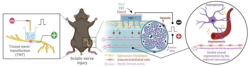 Novel gene-based therapy helps nerves heal better after severe injury