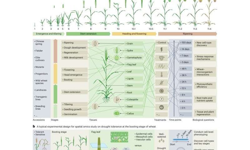 Omics consortium established to supercharge climate-adapted wheat breeding