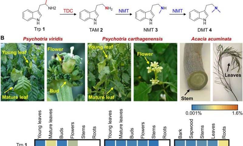 Engineered tobacco plant can produce five psychedelics, including psilocybin and DMT