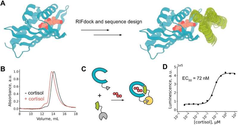 AI-designed proteins built from scratch can recognize specific compounds
