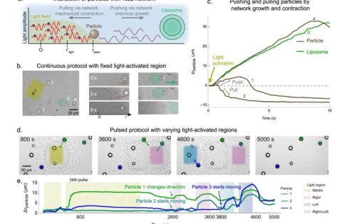 A light-controlled ‘muscle’ could give synthetic cells a new way to move