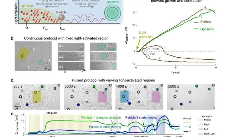 A light-controlled ‘muscle’ could give synthetic cells a new way to move