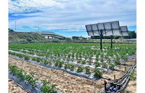 Agrovoltaic systems can save water, generating energy and making tomato cultivation more sustainable at the same time