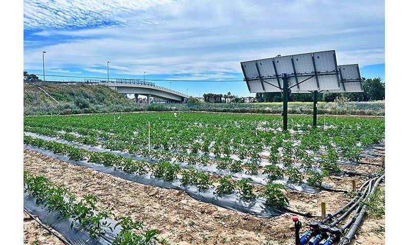 Agrovoltaic systems can save water, generating energy and making tomato cultivation more sustainable at the same time