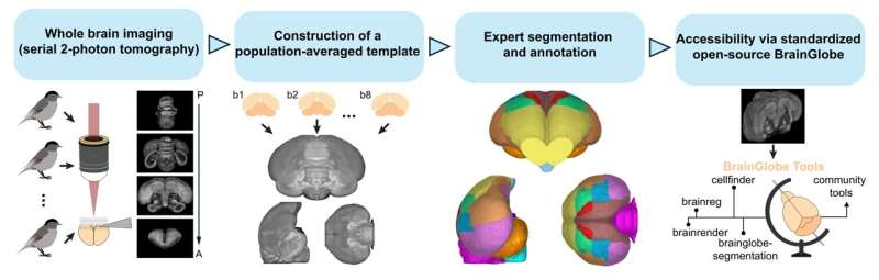 Migratory blackcap bird brain mapped for the first time, opening a new era of 3D digital atlases