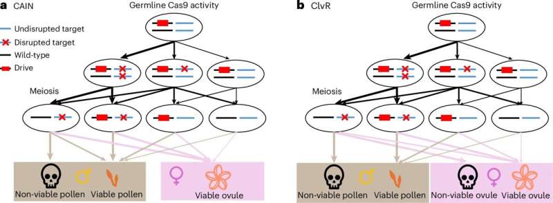 Seed banks may complicate gene drives aimed at controlling weeds