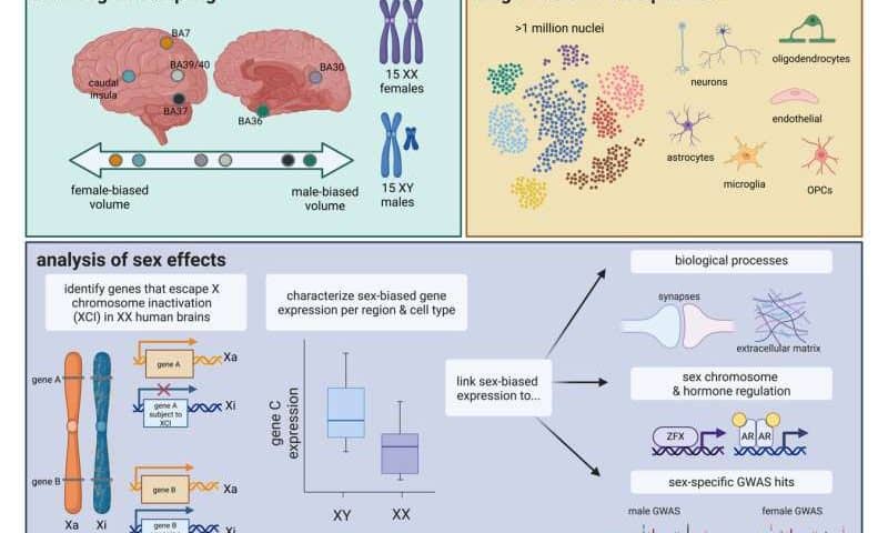 Sex differences in brain gene activity could explain why some disorders affect men and women differently