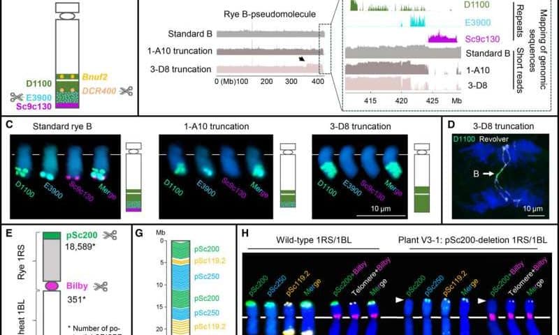 Shrink, remove and modify: Team successfully ‘trims’ wheat chromosomes
