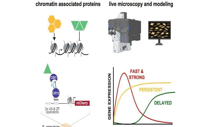 Each protein in the epigenome produces a different pattern of gene expression, study finds