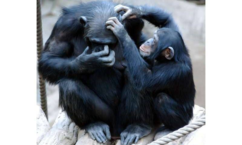 Inside 18 years of ape minds, a vast record that may upend how human intelligence began