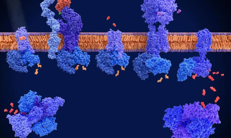 AI Designs Miniprotein Switches for GPCR Targeting