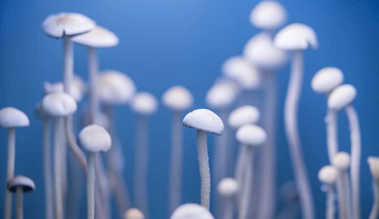 Psilocybin-Induced Brain Changes May Explain Therapeutic Effects