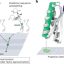 A roadmap for safer, explainable protein-design AI