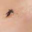 Why some chikungunya virus infections may turn chronic