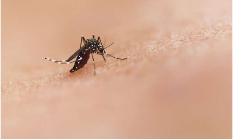 Why some chikungunya virus infections may turn chronic