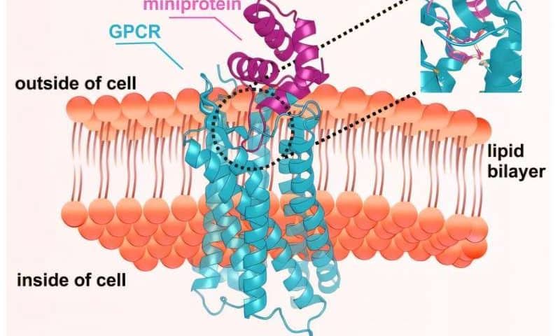 AI-designed miniproteins switch key cell receptors on and off