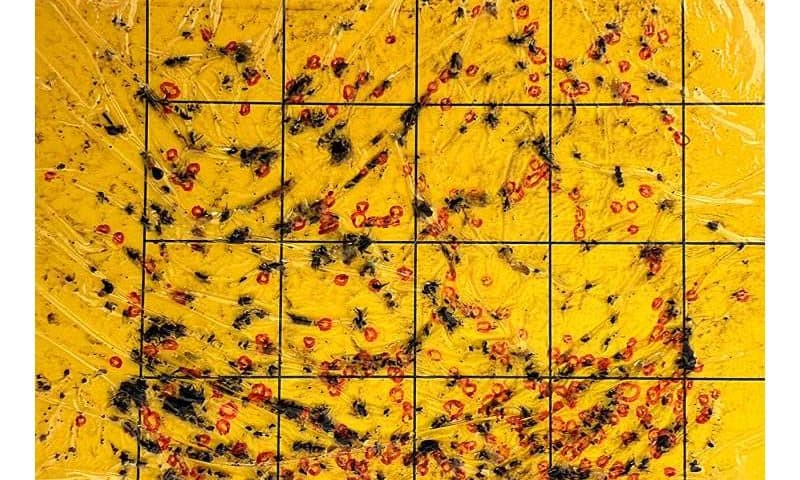 AI-powered forecasts sharpen early warning for destructive crop pest