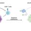 Breast tumors use sugar coating to evade immunity, opening potential immunotherapy path