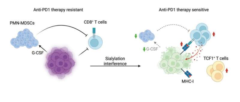Breast tumors use sugar coating to evade immunity, opening potential immunotherapy path