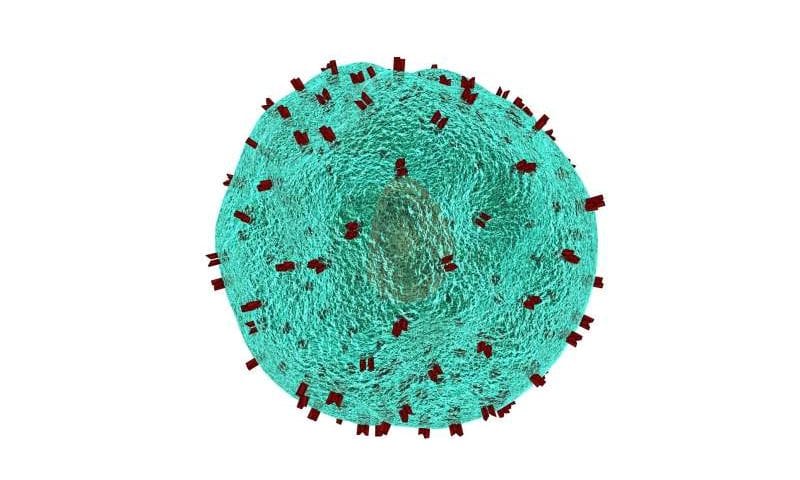 Successfully treated acute myeloid leukemia patients may hold the key to new CAR T cell therapy