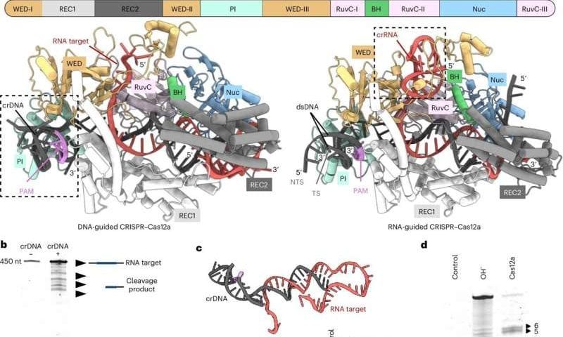 DNA-guided CRISPR flips gene editing script, opening a new path for precise diagnosis and antivirals