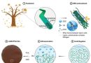 Autumn leaves transformed into biodegradable mulch film can curb farm plastic pollution