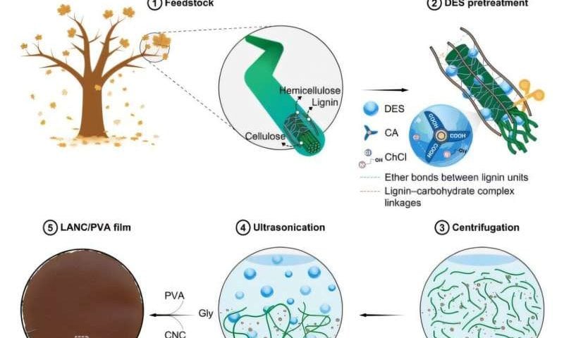 Autumn leaves transformed into biodegradable mulch film can curb farm plastic pollution