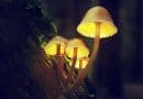 Glowing fungi expose final enzyme that could make bioluminescent tools more efficient