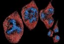 Hi-res microscopes give biologists petabytes of data. Scientists are creating an AI assistant to make sense of it