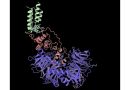 One drug, two cleanup crews: A built-in backup for targeted protein degradation