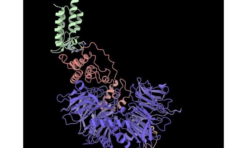 One drug, two cleanup crews: A built-in backup for targeted protein degradation