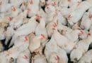 New research offers practical biosecurity tools to limit poultry disease spread