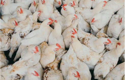 New research offers practical biosecurity tools to limit poultry disease spread