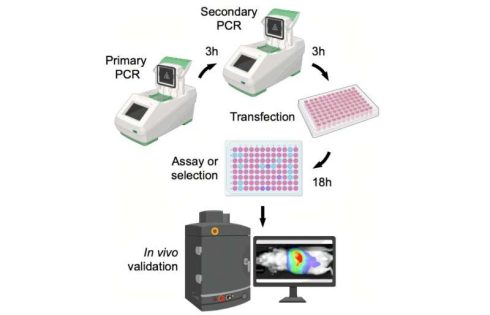 Bioengineers condense protein engineering and testing to a single day