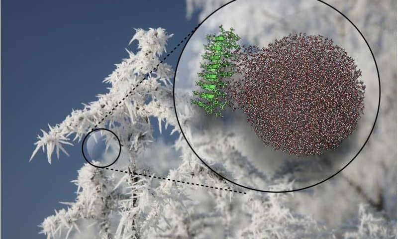 Proteins that create ice inspire ‘cool’ applications, from cryomedicine to artificial snow
