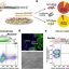Reading genetic activity from living cells without destroying them