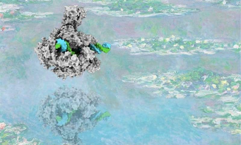 Water molecules found to actively drive gene transcription process