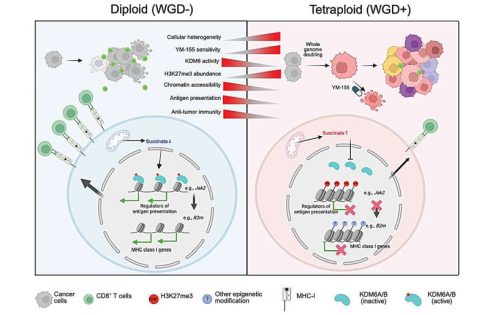 Breast cancer cells with doubled genomes may dodge immunotherapy by turning off key immune signals