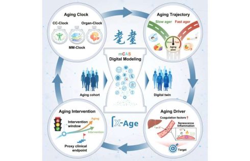 Digital aging twin measures how organs age at different speeds across adulthood