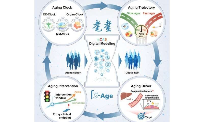 Digital aging twin measures how organs age at different speeds across adulthood
