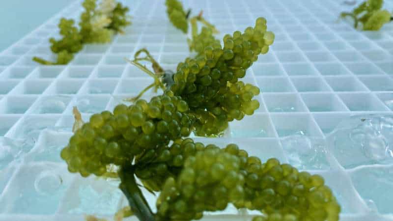 Seaweed integration boosts efficiency and cuts waste in aquaculture, study finds