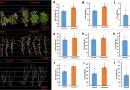 Fungus-powered farming delivers higher yields and better-tasting crops, says study