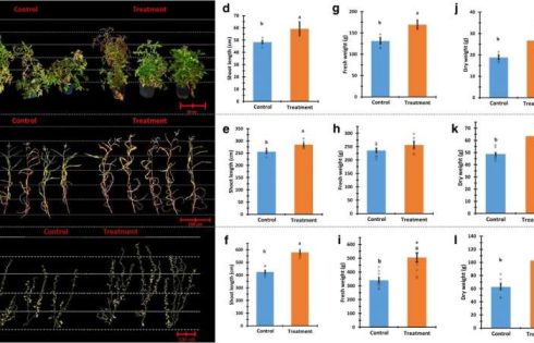 Fungus-powered farming delivers higher yields and better-tasting crops, says study