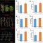 Fungus-powered farming delivers higher yields and better-tasting crops, says study
