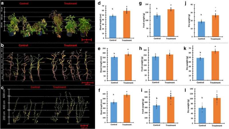 Fungus-powered farming delivers higher yields and better-tasting crops, says study