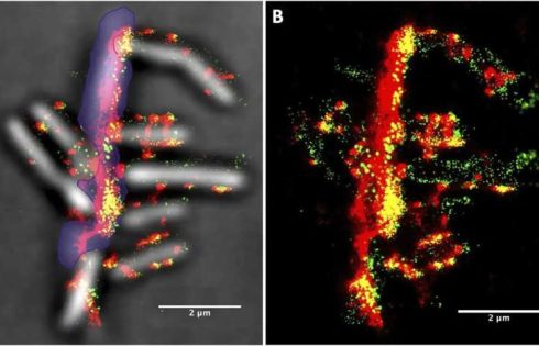 Super-resolution microscopy provides real-time picture of bacteria degrading biomass with enzyme complexes
