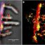 Super-resolution microscopy provides real-time picture of bacteria degrading biomass with enzyme complexes