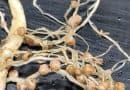 Nitrogen-fixing genes moved into new bacterial strains, opening path beyond fertilizer